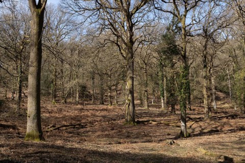 Woodland view, RSPB Nagshead nature reserve, Gloucestershire, England, United Kingdom