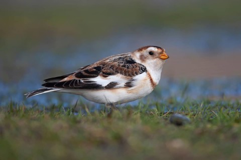 Snow bunting (Plectrophenax nivalis) adult bird on a coastal grassland in winter, Norfolk, England,