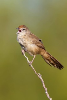 Spinifexbird (Megalurus carteri) singing, Western Australia, Australia