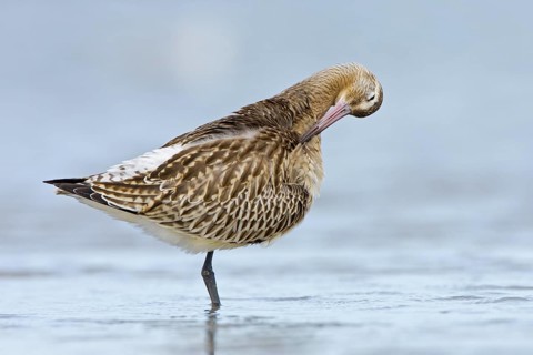Bar-tailed Godwit (Limosa lapponica), Mecklenburg-Western Pomerania, Germany