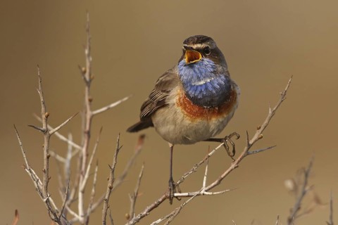Bluethroat (Luscinia svecica cyanecula) male singing, Texel, Netherlands