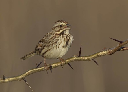 Song Sparrow (Melospiza melodia) singing, Ohio, USA