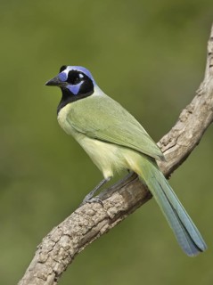 Green Jay (Cyanocorax luxuosus), Texas, USA