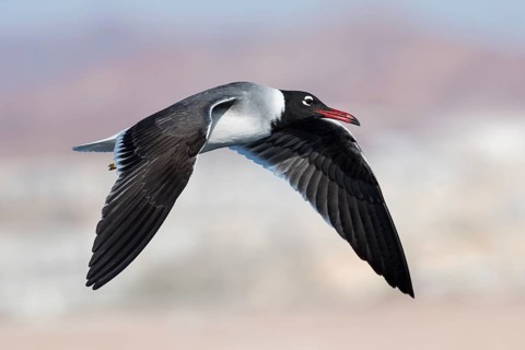 White-eyed Gull (Ichthyaetus leucophthalmus) flying, Eilat, Israel
