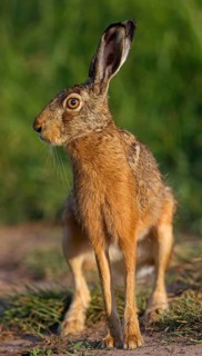 European hare (Lepus europaeus), European Hare, Brown Hare, Tiszaalp-r, Kiskuns-gi National Park,