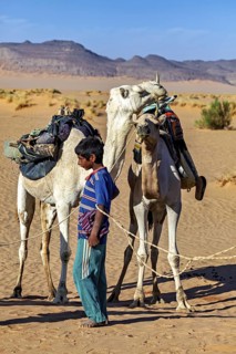 A child holds two camels on a leash in a vast, sandy desert landscape, Tuareg with his camel