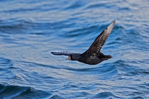 Common Scoter (Melanitta nigra) male flying, Mecklenburg-Western Pomerania, Germany