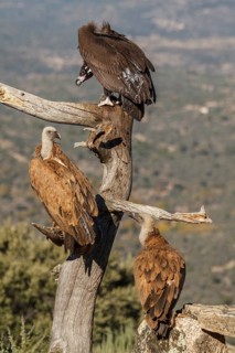 Cinereous Vulture (Aegypius monachus) and Griffon Vulture (Gyps fulvus) perched on a trunk, Castile