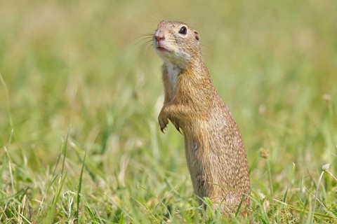 European ground squirrel (Spermophilus citellus) standing upright in a meadow, Burgenland Austria