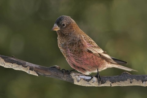 Brown-capped Rosy Finch (Leucosticte australis), New Mexico, USA