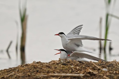 Common Tern (Sterna hirundo) pair mating, Mecklenburg-Western Pomerania, Germany