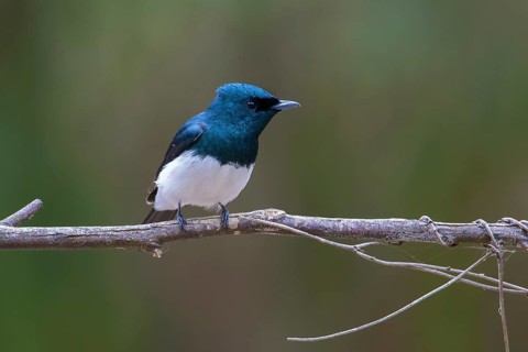 Satin Flycatcher (Myiagra cyanoleuca) male perched on a branch, Victoria, Australia