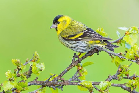 Siskin, (Carduelis spinu), animals, birds, siskin, subfamily of goldfinches, Varanger Bird Park,