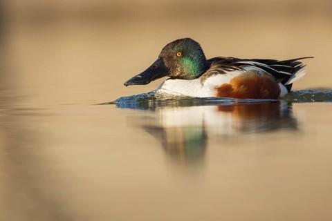 Northern Shoveler (Spatula clypeata) male, Baden-Wuerttemberg, Germany