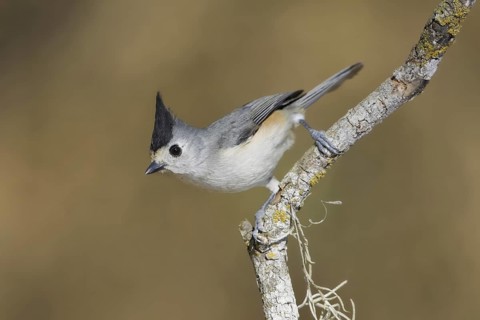 Black-crested Titmouse (Baeolophus atricristatus), Texas, USA