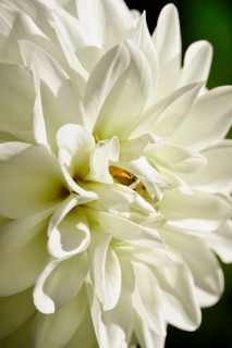 Dahlias (Dahlia) in August in the garden, Saxony, Germany