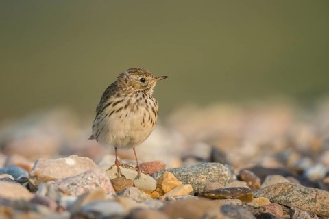 Meadow Pipit (Anthus pratensis), Schleswig-Holstein, Germany
