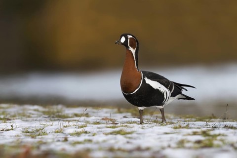 Red-breasted Goose (Branta ruficollis), Bavaria, Germany