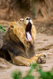Asiatic lion (Panthera leo persica) male lying on the ground, captive, Germany
