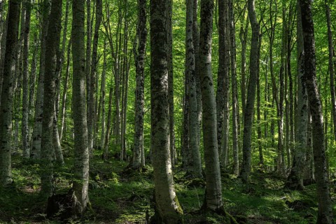A tranquil view of a dense forest in Sierra de Urbasa, Navarra, Spain. Sunlight filters through the