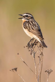 Whinchat (Saxicola rubetra) male singing, Poland