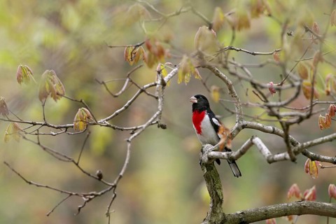 Rose-breasted Grosbeak (Pheucticus ludovicianus), Ohio, USA