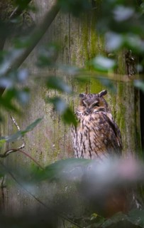 Long-eared owl (Asio otus), Bavarian Forest National Park, Bavaria, Germany