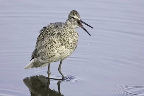 Willet (Tringa semipalmata) calling, California, USA