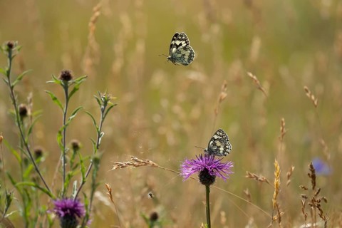 Marbled white butterfly (Melanargia galathea) two adult insect butterflies in grassland in summer,