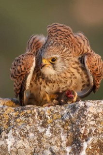 Lesser Kestrel (Falco naumanni), female eating a mouse, Castile-La Mancha, Spain
