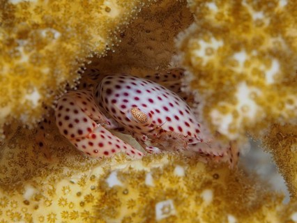 Tiger coral crab (Trapezia tigrina)