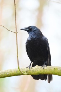 Carrion crow (Corvus corone) sitting on a branch, Bavaria, Germany