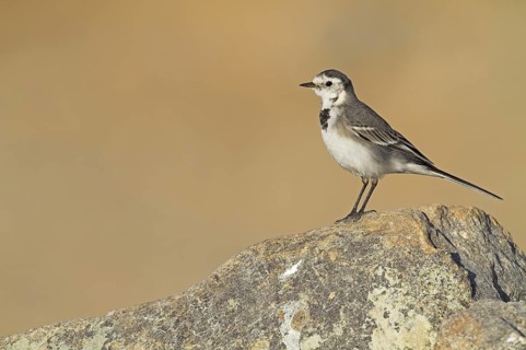 White Wagtail (Motacilla alba), Oman