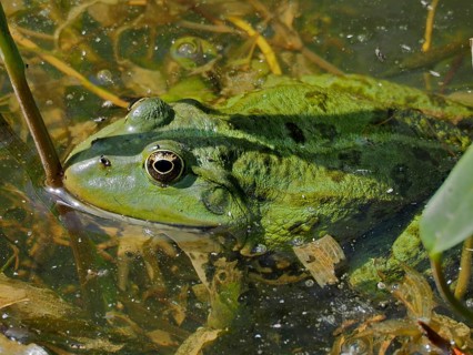 Pool frog (Pelophylax lessonae Rana lessonae)
