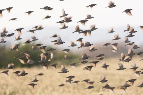 Spanish Sparrow - Weidensperling - Passer hispaniolensis ssp. transcaspicus, Turkey