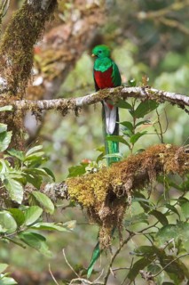 Resplendent Quetzal (Pharomachrus mocinno) perched on a branch in Costa Rica