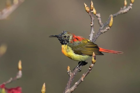 Fire-tailed Sunbird (Aethopyga ignicauda) male, Darjeeling, India
