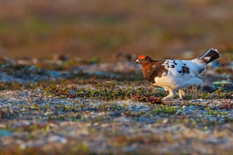 Grouse, ptarmigan, pheasant family, ruffed grouse, (Lagopus lagopus), animals, birds, chickens,