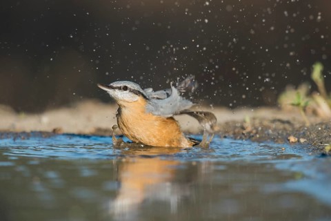 Eurasian Nuthatch (Sitta europaea) bathing, Aosta Valley, Italy
