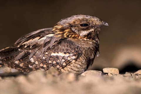 Red-necked Nightjar (Caprimulgus ruficollis) on ground, Andalusia, Spain