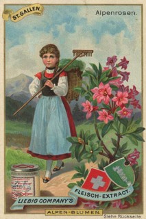 Picture series Alpine flowers, Alpine roses in St.Gallen, Switzerland, Liebig picture, digitally