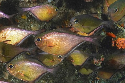 Schwenk's hatchetfish (Pempheris schwenkii)