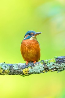Common kingfisher (Alcedo atthis) sitting on a branch with autumncolours, wildife, Catalonia, Spain