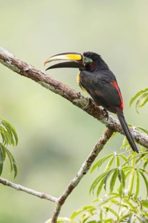 Many-banded Aracari (Pteroglossus pluricinctus) perched on a branch in Ecuador, South America