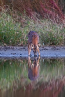 Roe deer (Capreolus capreolus), close-up, female standing on the shore of a lake, reflected in the