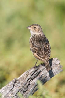 Horsfield's Bush Lark (Mirafra javanica) perched on a branch, Victoria, Australia