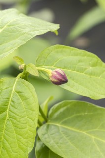 Spice bush (Calycanthus 'Aphrodite'), Cambridge Botanical Garden, Germany