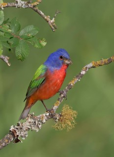 Painted Bunting (Passerina ciris) male perched on lichen branch, Texas, USA