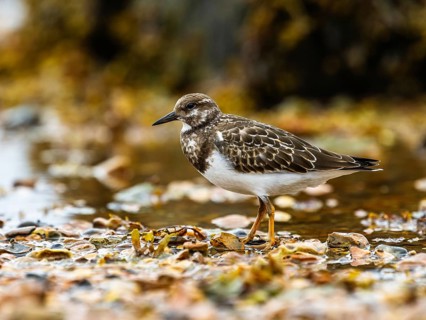 Ruddy Turnstone, Arenaria interpres