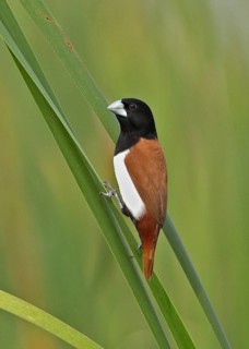 Tricolored Munia (Lonchura malacca), Sri Lanka